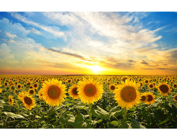 IMPRESSIVE WALL DECALS, REMOVABLE WALL STICKERS, WALL DECOR